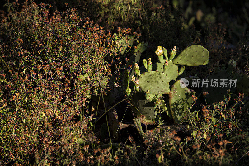 Opuntia ficus仙人掌，绿色仙人掌